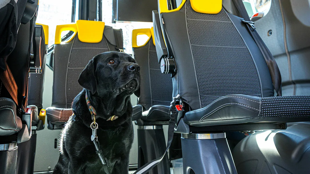 Innenraum eines barrierefreien BVG Muva Fahrzeugs mit Blindenhund, der natürlich auch mitfahren darf.